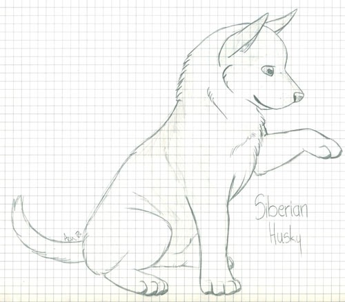 Siberian Husky Pup