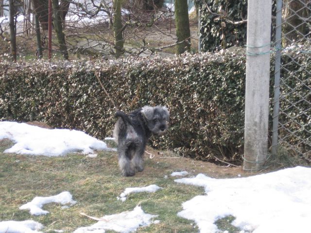 Moji psi :) - foto