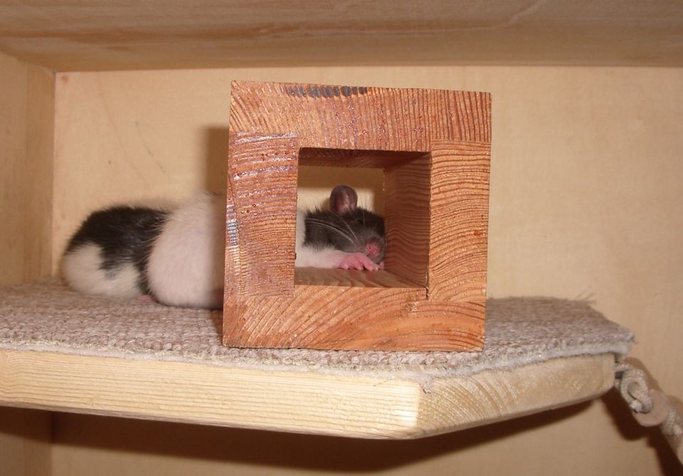 Didi and Kimm-my two adorable rats - foto povečava