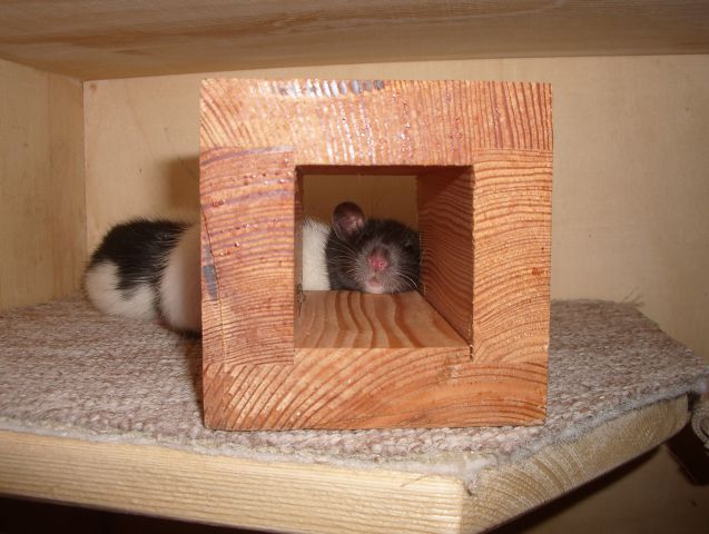 Didi and Kimm-my two adorable rats - foto
