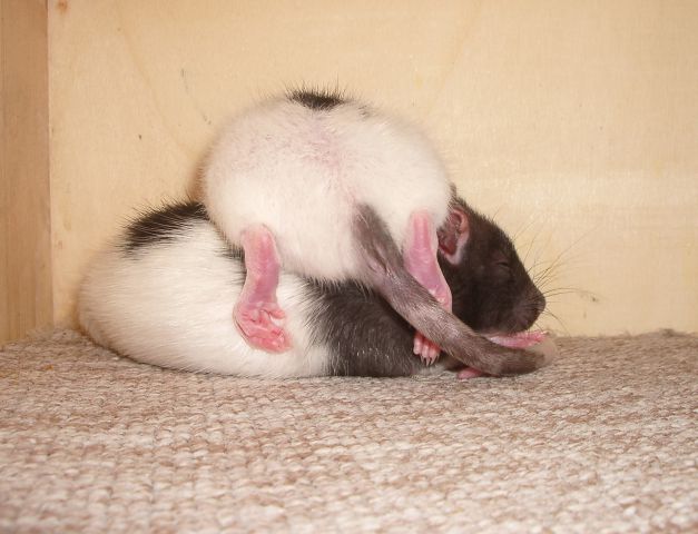 Didi and Kimm-my two adorable rats - foto
