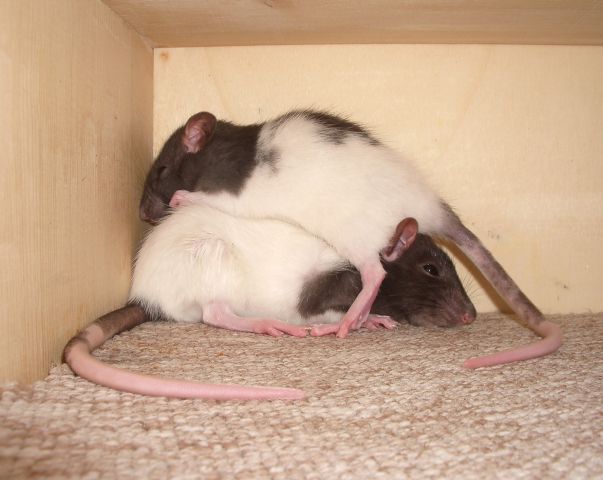 Didi and Kimm-my two adorable rats - foto