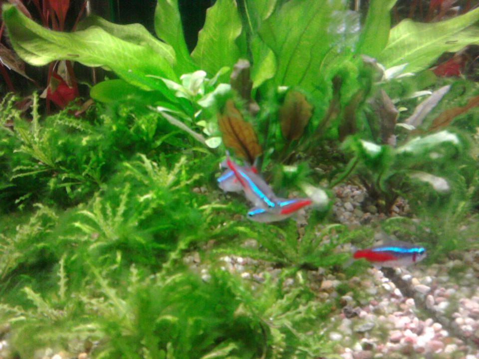 Moj akvarij - foto povečava