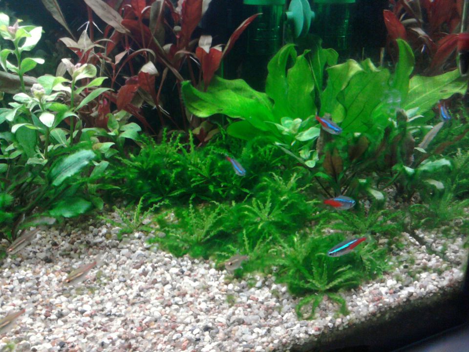 Moj akvarij - foto povečava