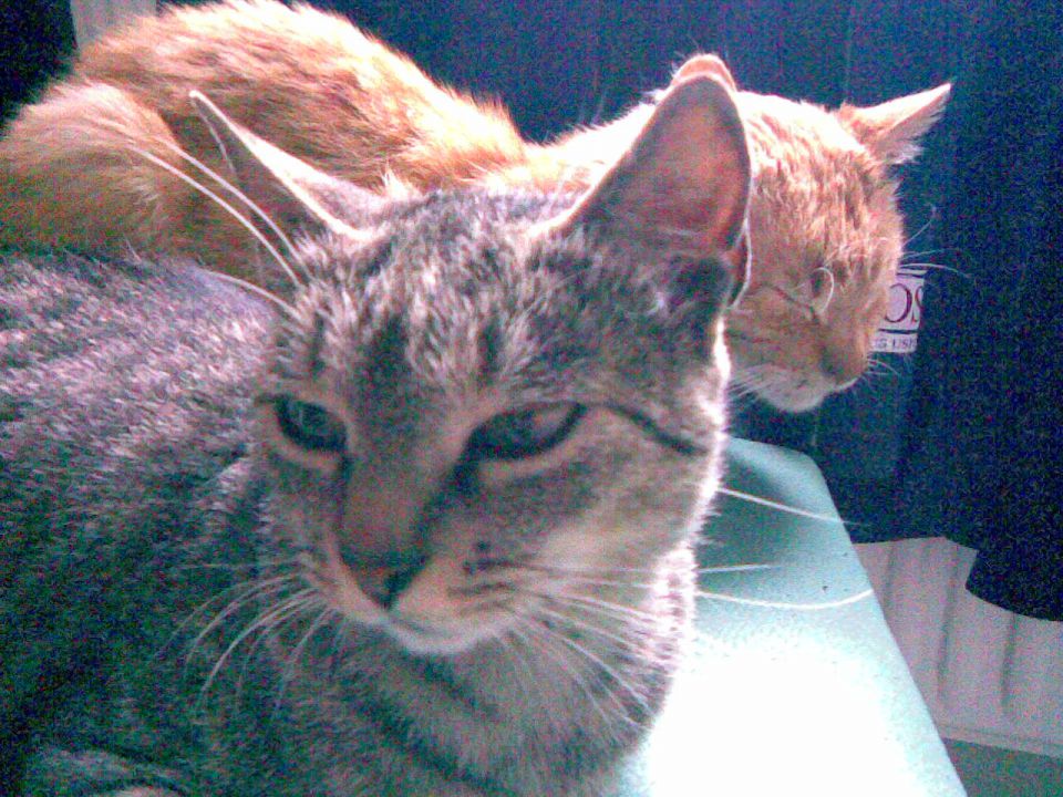 Mački_2008 - foto povečava