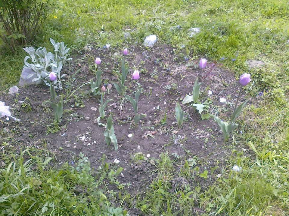 Tulipani 2010 - foto povečava