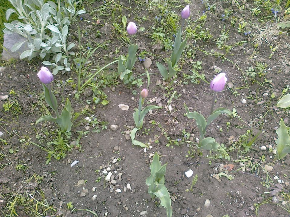 Tulipani 2010 - foto povečava