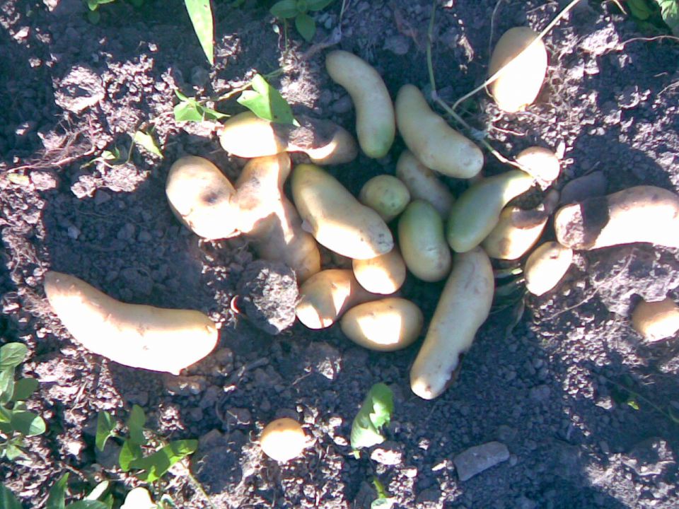 Krompir kresnik 2010 - foto povečava