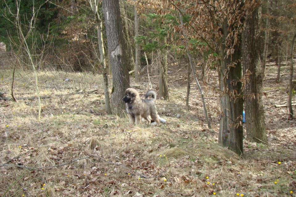 Histra 11.tednov - foto povečava