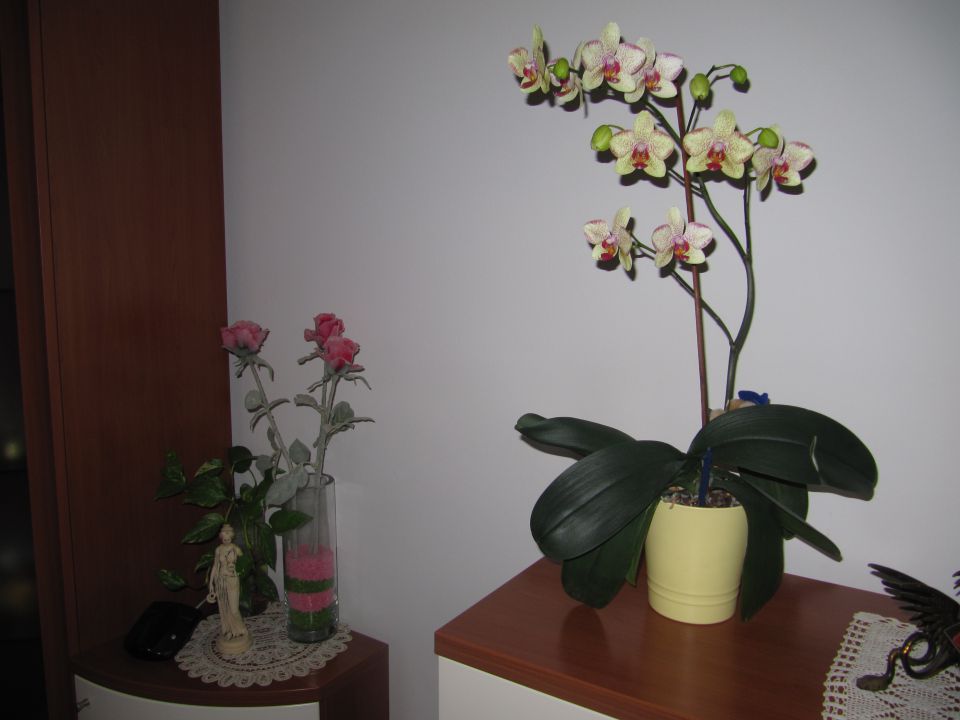 Orhideja - foto povečava
