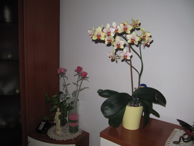 Orhideja - foto