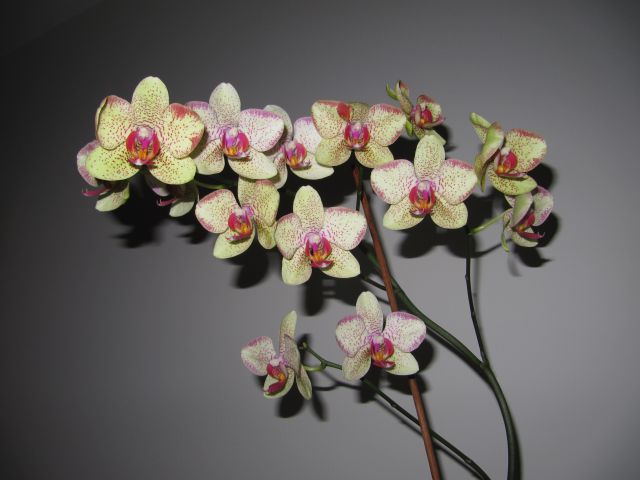 Orhideja - foto