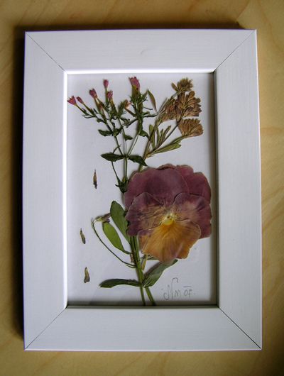 Suhe rožice v okvirju - foto