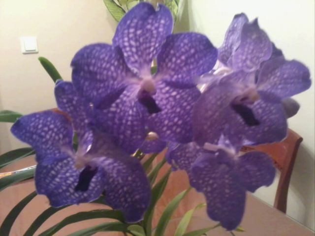 Orhideje Vande - foto