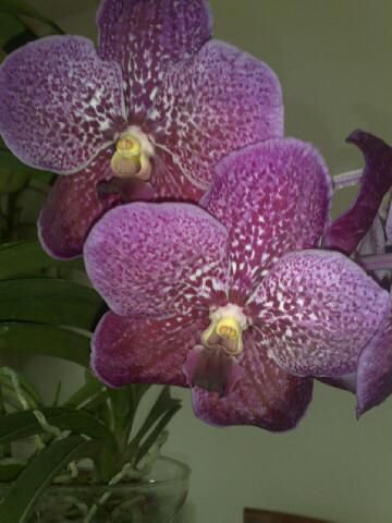 Orhideje Vande - foto