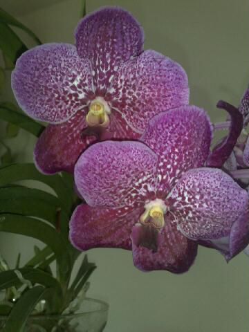 Orhideje Vande - foto povečava