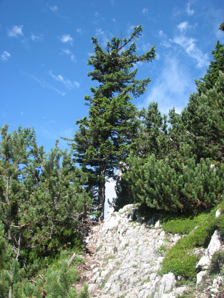 Kordeževa glava - Peca - 8.8.2010 - foto povečava