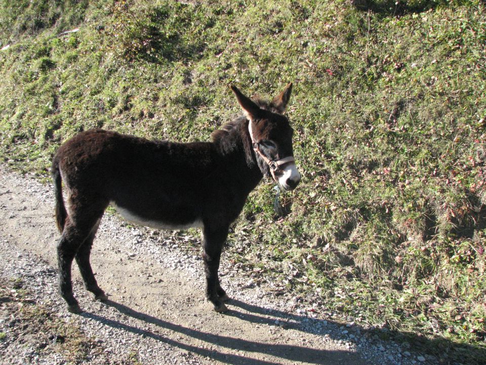 Žalosten pogled, ko odhajamo svojo pot.