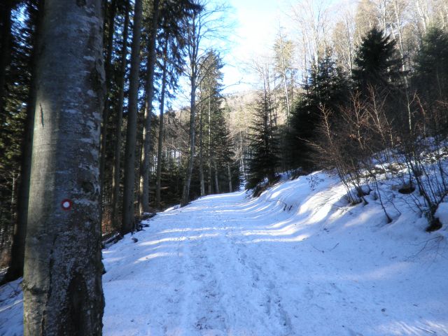 Sneg na gozdni poti proti Bistriški planini.