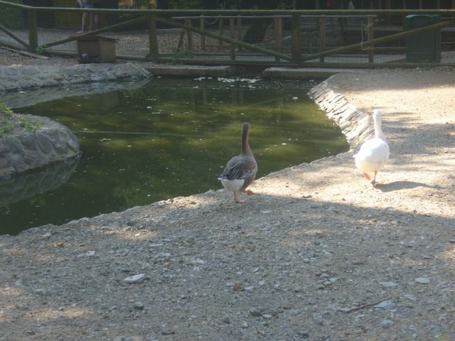 živalski vrt Ljubljana - foto