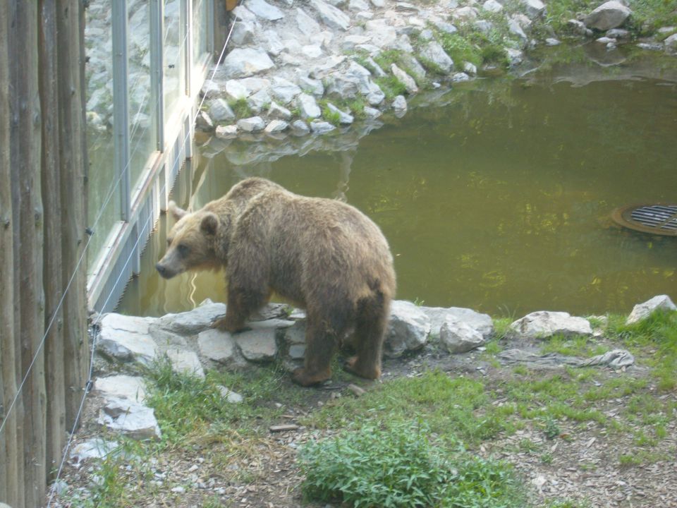 živalski vrt Ljubljana - foto povečava