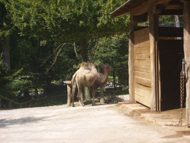 živalski vrt Ljubljana - foto