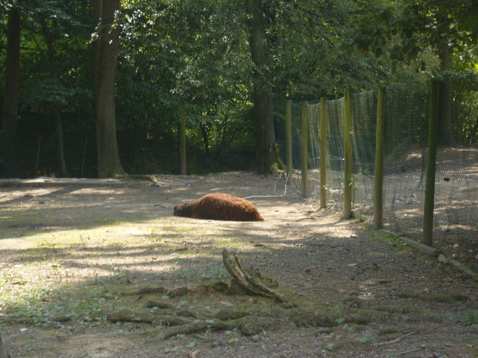 živalski vrt Ljubljana - foto povečava