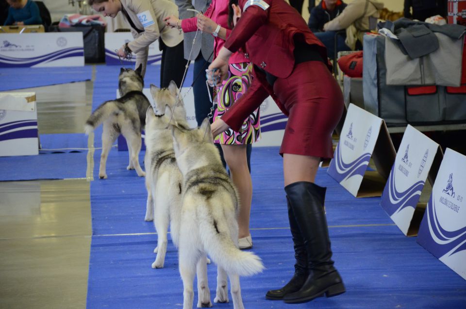 Cac - foto povečava