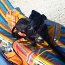 Galgo Fix (ex Ideafix)
