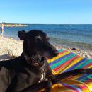 Galgo Fix (ex Ideafix)