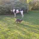 Greyhoundica Perla (ex Pearl)