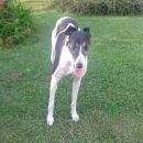 Greyhoundica Perla (ex Pearl)