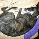 Galga Lupe (ex Clarissa)