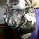 Galga Lupe (ex Clarissa)