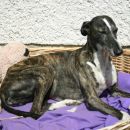 Galga Lupe (ex Clarissa)