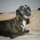 Galga Lupe (ex Clarissa)