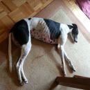 Greyhoundica Millie