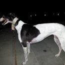 Greyhoundica Millie