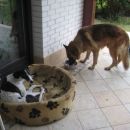 Greyhoundica Millie