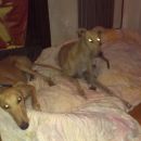 Galga Canello in Barquillo
