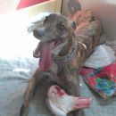 Greyhound Diesel (ex Patrick)