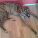 Greyhound Diesel (ex Patrick)