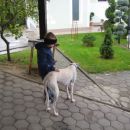 Galgo Luis