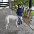 Galgo Luis