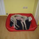 Galgo Luis