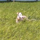 Galga Faela