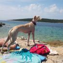 Galga Faela