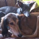 Lurcher Abi (ex Abe) in lurcherka Didi (ex Buffy)
