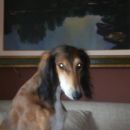 Lurcher Abi (ex Abe) in lurcherka Didi (ex Buffy)