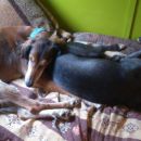 Lurcher Abi (ex Abe) in lurcherka Didi (ex Buffy)